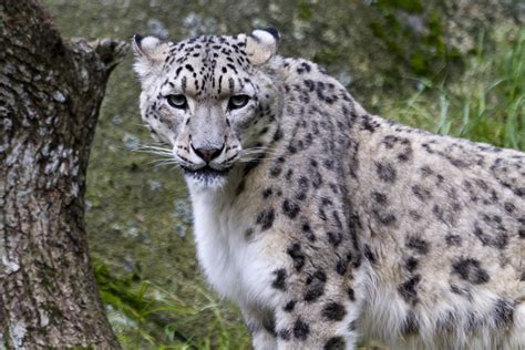 Snow Leopard betsul